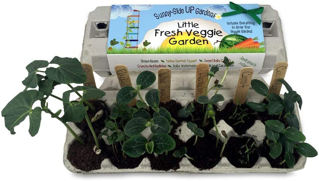 Fresh Veggie Garden