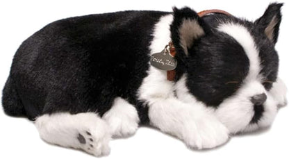 Perfect Petzzz Boston Terrier