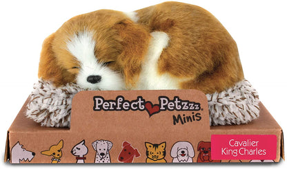 Perfect Petzzz Mini Cavalier King Charles