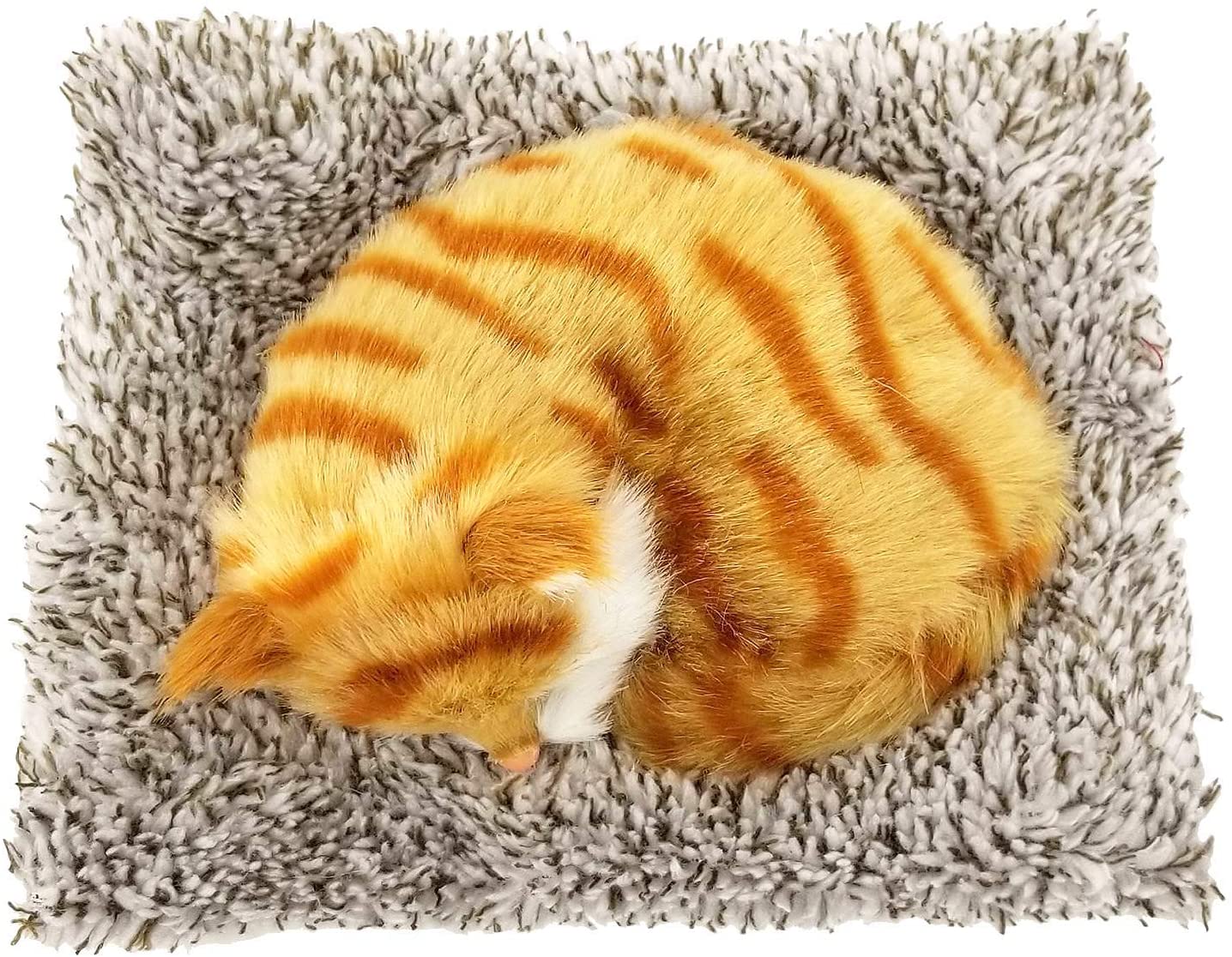 Mini Orange Tabby Pp