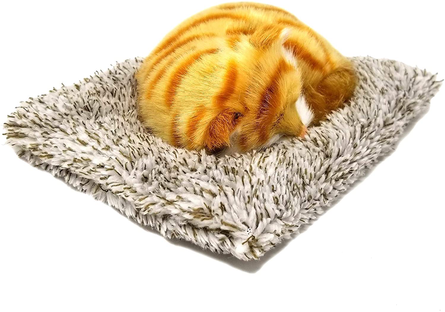 Mini Orange Tabby Pp
