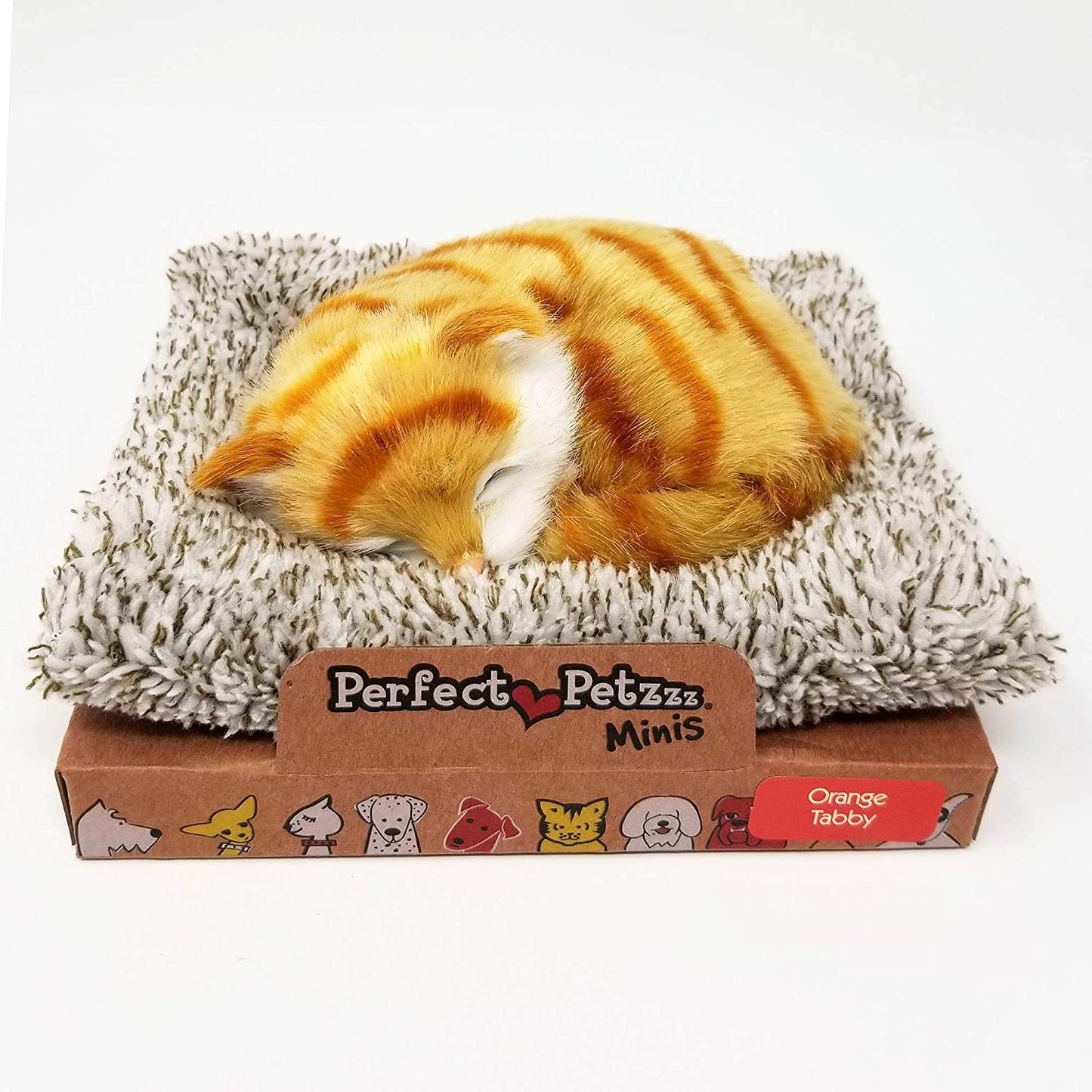Mini Orange Tabby Pp